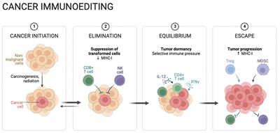 The complex role of immune cells in antigen presentation and regulation of T-cell responses in hepatocellular carcinoma: progress, challenges, and future directions